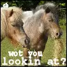 Wot You Lookin' At?