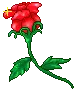 gorgeous-rose