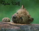 Rain wolf