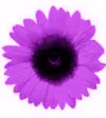 Rainbow flower