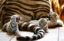 baby tigers