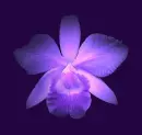 Flor