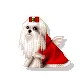 Shi tzu