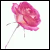 pink rose