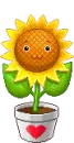 sun flower