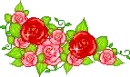 red roses