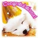 congratulations : puppy sleeping