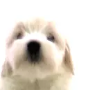 Licking Puppy