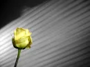 Yellow Rose
