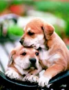 puppyhug