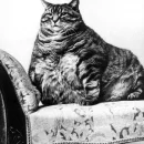 fat cat