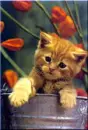 cat in a bucket