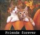 friends