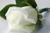 white rose