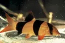 Marvin the clown Loach