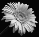 Black and White flower