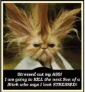 stressed cat