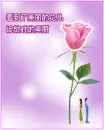 blossoming rose & lovers