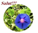 salut