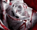 red bloody rose