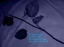 Dead Rose