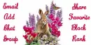 Bunny Contact Box