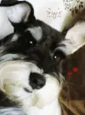 CUTE PUPPY