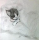 Sleeping Kitten