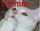 Merry Christmas Cat