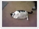 Fat Cat