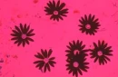 pink flowers