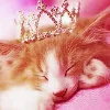princess kitty