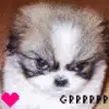 scary pooch