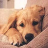 *tear*