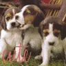 nibble nible