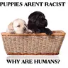 puppies arent....