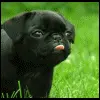 cutie