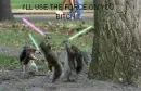 squrril fight