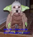 yoda puppy