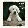 stop animal abuse