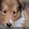 stop animal testing