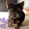 puppy love