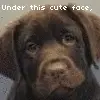 under this cute face