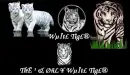 Whitetigers
