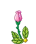 Rose Bloom