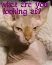 what are you looking at ugly