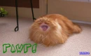 rawr cat