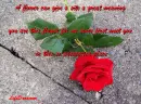 Unespected flower