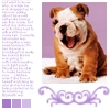 Bulldog Puppy