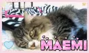 Maemi